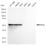 KD-Validated MLKL Rabbit mAb (20 μl)