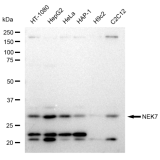 KD-Validated NEK7 Rabbit mAb (20 μl)