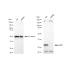 KD-Validated NEK7 Rabbit mAb (20 μl)