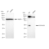 KD-Validated PAFAH1B1 Rabbit mAb (20 μl)