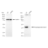 KD-Validated PGK1 Rabbit mAb (20 μl)