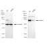 KD-Validated PPM1G Rabbit mAb (20 μl)