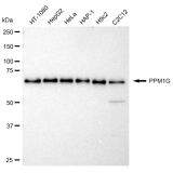 KD-Validated PPM1G Rabbit mAb (20 μl)