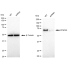 KD-Validated PPM1G Rabbit mAb (20 μl)