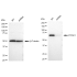 KD-Validated PTPN11 Rabbit mAb (20 μl)