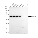 KD-Validated PTPN11 Rabbit mAb (20 μl)