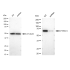KD-Validated PTPN11 Rabbit mAb (20 μl)