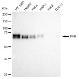 KD-Validated PVR Rabbit mAb (20 μl)