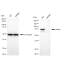 KD-Validated PWP1 Rabbit mAb (20 μl)