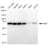 KD-Validated Raf1 Rabbit mAb (20 μl)