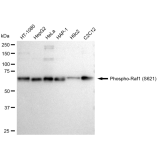 KD-Validated Phospho-Raf1 (S621) Rabbit mAb (20 μl)