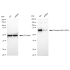 KD-Validated Phospho-Raf1 (S621) Rabbit mAb (20 μl)