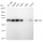 KD-Validated Raf1 Rabbit mAb (20 μl)