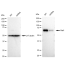 KD-Validated Raf1 Rabbit mAb (20 μl)