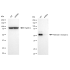 KD-Validated RXRA Rabbit mAb (20 μl)