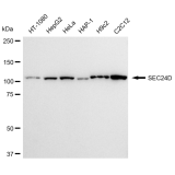 KD-Validated SEC24D Rabbit mAb (20 μl)