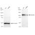 KD-Validated SEC24D Rabbit mAb (20 μl)