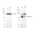 KD-Validated SMAD5 Rabbit mAb (20 μl)
