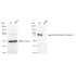 KD-Validated STIM1 Rabbit mAb (20 μl)