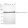 KD-Validated STXBP1 Rabbit mAb (20 μl)