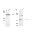 KD-Validated TARDBP Rabbit mAb (20 μl)