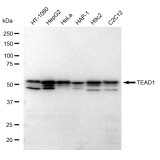 KD-Validated TEAD1 Rabbit mAb (20 μl)
