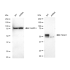 KD-Validated TEAD1 Rabbit mAb (20 μl)