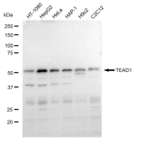 KD-Validated TEAD1 Rabbit mAb (20 μl)