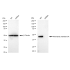 KD-Validated WNT5A Rabbit mAb (20 μl)