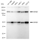 KD-Validated NFKB1 Rabbit mAb (20 μl)