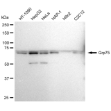 KD-Validated Grp75 Rabbit mAb (20 μl)