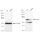 KD-Validated Grp75 Rabbit mAb (20 μl)