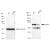 KD-Validated Grp75 Rabbit mAb (20 μl)