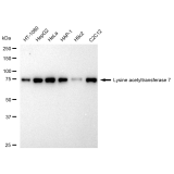 KD-Validated KAT7 Rabbit mAb (20 μl)