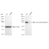KD-Validated KAT7 Rabbit mAb (20 μl)