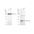 KD-Validated ARPC2 Rabbit mAb (20 μl)