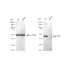 KD-Validated AMBP Rabbit mAb (20 μl)