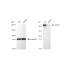 KD-Validated ARID1A Rabbit mAb (20 μl)
