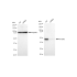 KD-Validated ATG4B Rabbit mAb (20 μl)