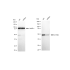 KD-Validated ATP5B Rabbit mAb (20 μl)