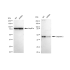 KD-Validated CASP2 Rabbit mAb (20 μl)