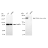 KD-Validated CLTC Rabbit mAb (20 μl)
