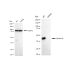 KD-Validated CCNE2 Rabbit mAb (20 μl)