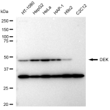 KD-Validated DEK Rabbit mAb (20 μl)