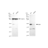 KD-Validated DEK Rabbit mAb (20 μl)