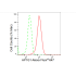 KD-Validated AP1G1 Rabbit mAb (20 μl)