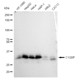 KD-Validated C1QBP Rabbit mAb (20 μl)