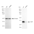 KD-Validated C1QBP Rabbit mAb (20 μl)