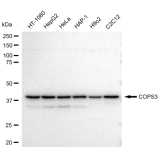 KD-Validated COPS3 Rabbit mAb (20 μl)