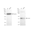 KD-Validated COPS3 Rabbit mAb (20 μl)